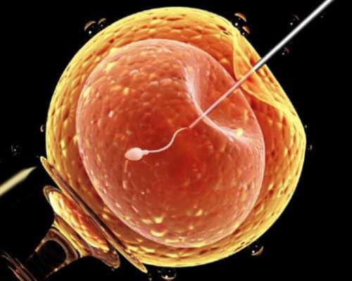 备孕期间营养指南：提高受孕几率的饮食建议与食谱