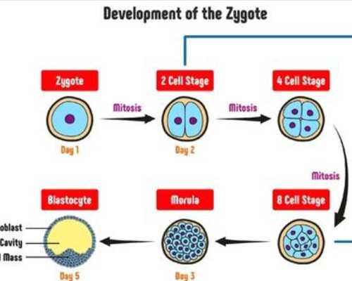 辽宁朝阳供卵试管机构选择指南与助孕医院分析